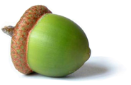 Acorn PNG image, free, acorns-735